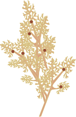 Sargassum