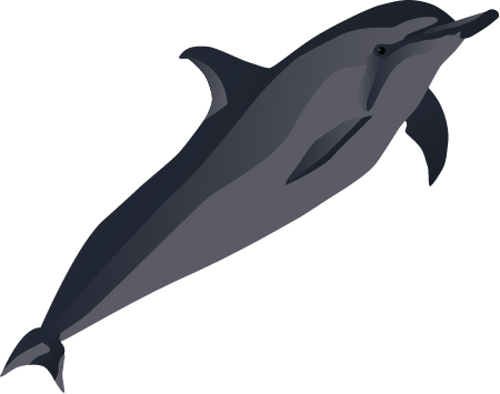 Spinner Dolphin (Stenella Longirostris)