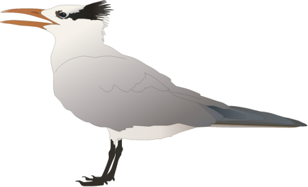 Royal Tern (Sterna Maximus)
