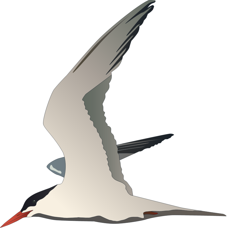 Tern (Sterna)