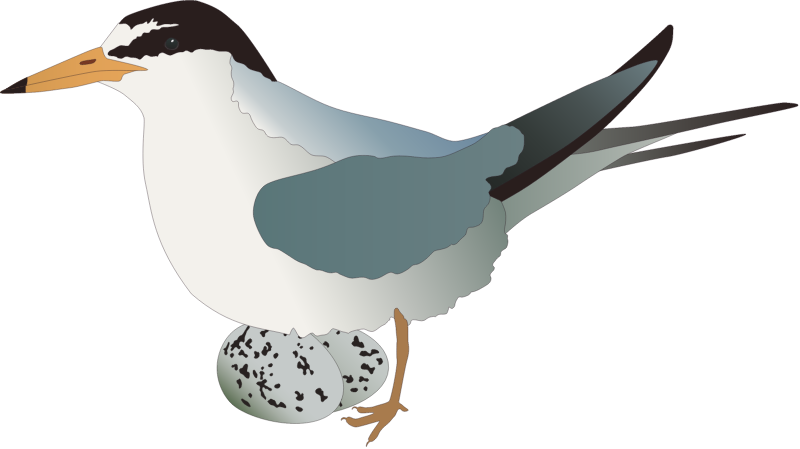 Least Tern (Sternula Antillarum)