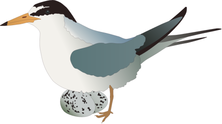 Least Tern (Sternula Antillarum)