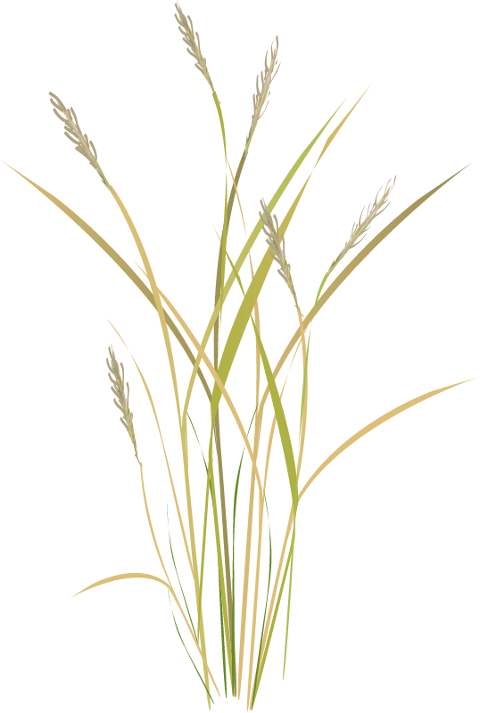 Green Needlegrass (Stipa Virdula)