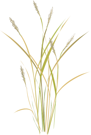 Green Needlegrass (Stipa Virdula)
