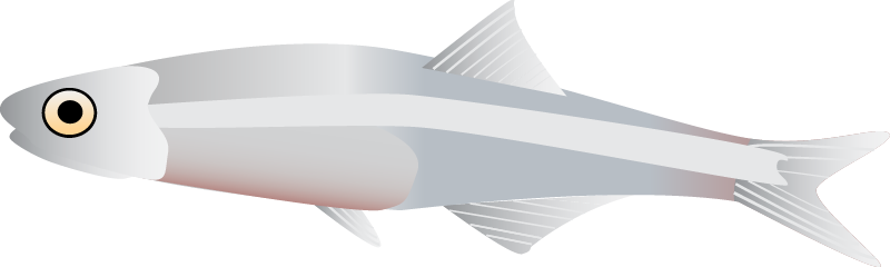 Commersons Anchovy (Stolephorus Commersonnii)