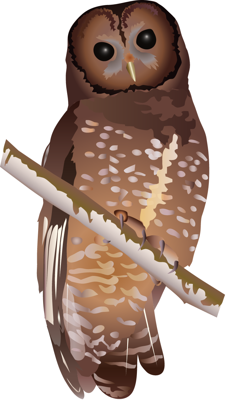 Spotted Owl (Strix Occidentalis)