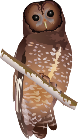 Spotted Owl (Strix Occidentalis)