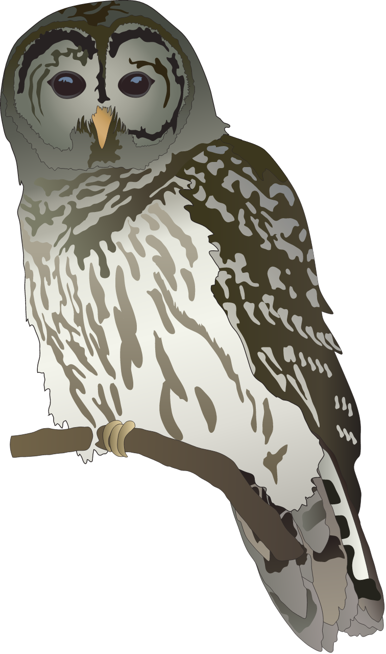 Strix varia
