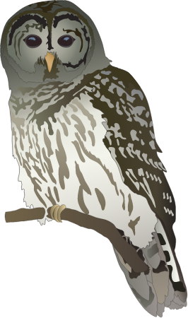 Barred Owl (Strix Varia)