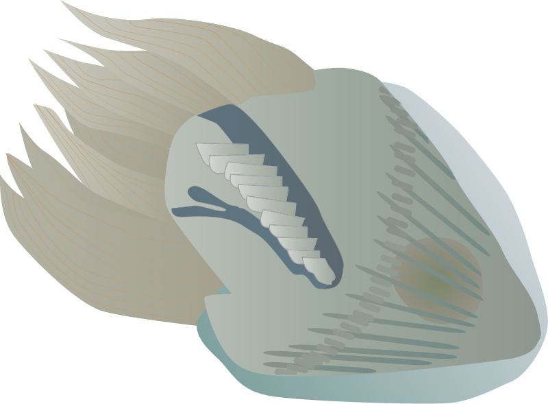 Ciliate (Strombidium)