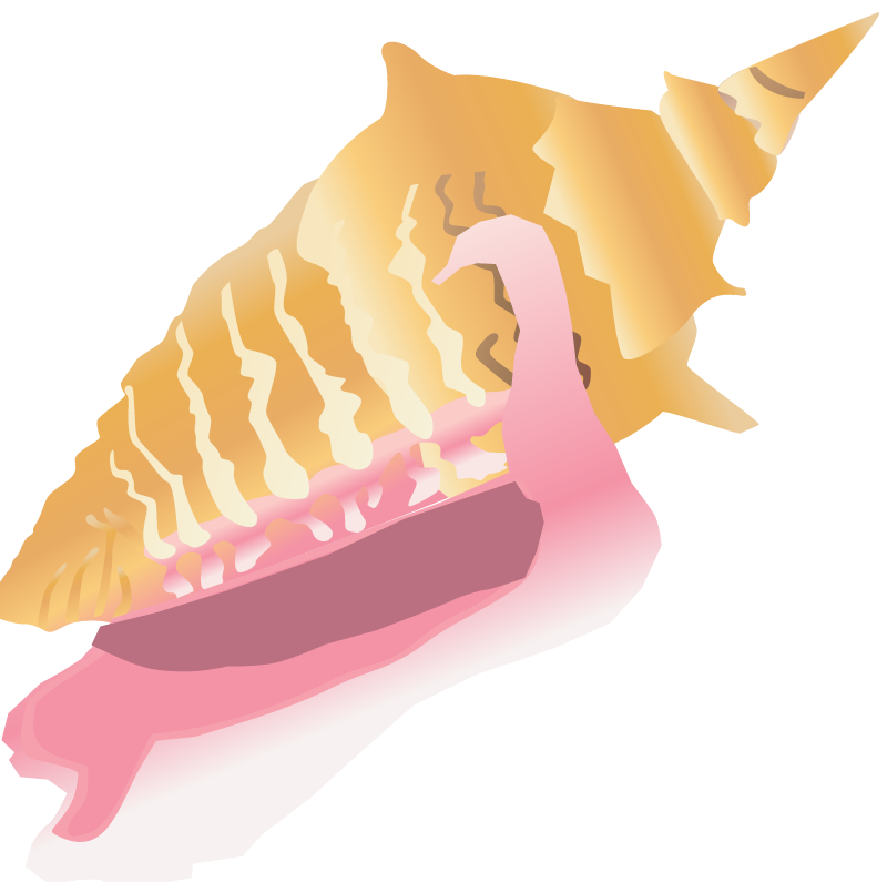 Queen Conch (Strombus Gigas)