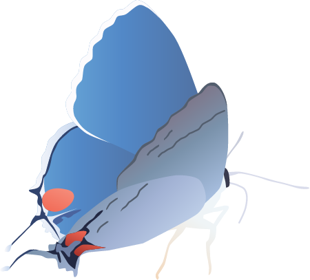 Grey Hairstreak (Strymon Melinus)