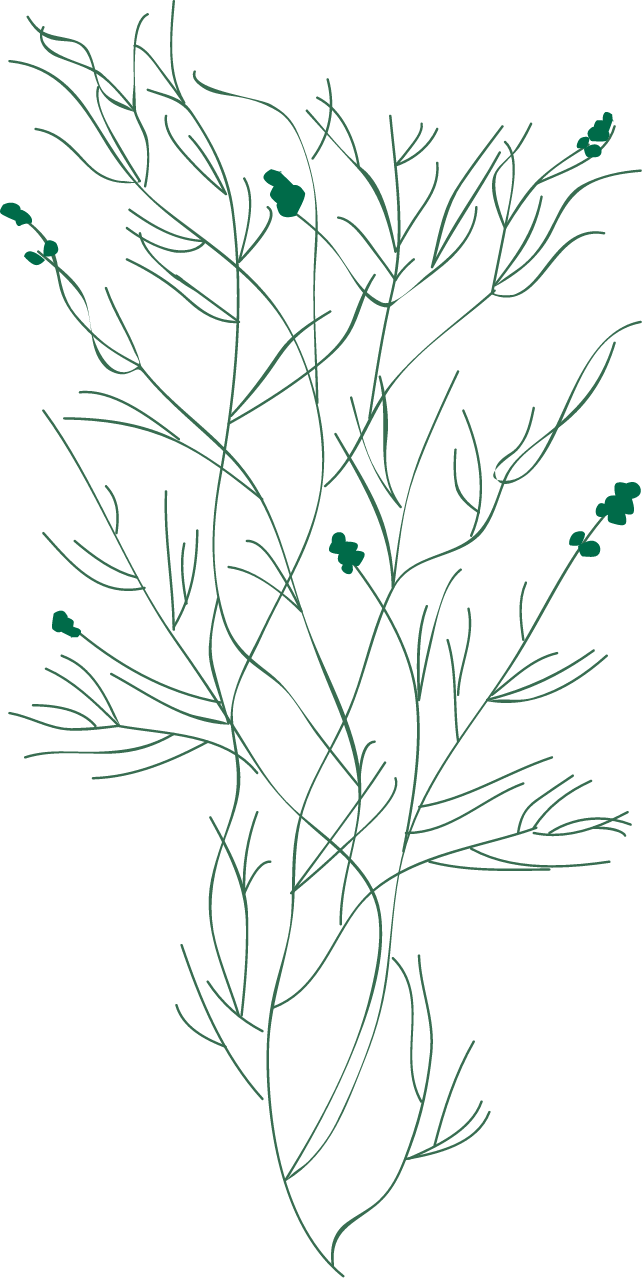 Sago Pondweed (Stuckenia Pectinata)