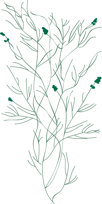Sago Pondweed (Stuckenia Pectinata)
