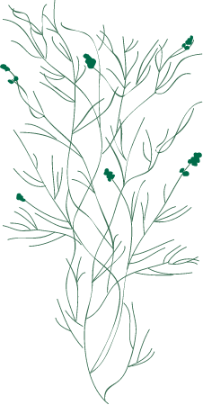 Sago Pondweed (Stuckenia Pectinata)