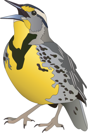 Western Meadowlark (Sturnella Neglecta)