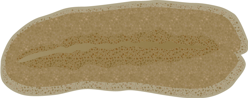 Flat Worm (Stylochus Ellipticus)