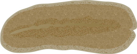 Flat Worm (Stylochus Ellipticus)