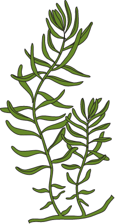 Austral Seablite (Suaeda Australis)
