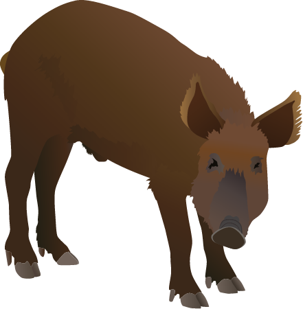Wild Boar (Sus Scrofa)