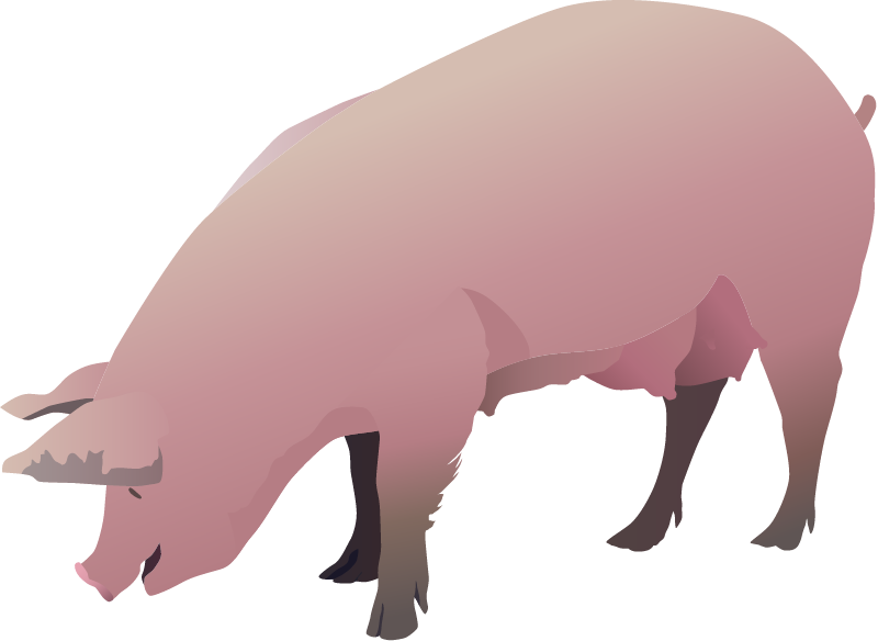 Domestic Pig (Sus Scrofa Domestica)