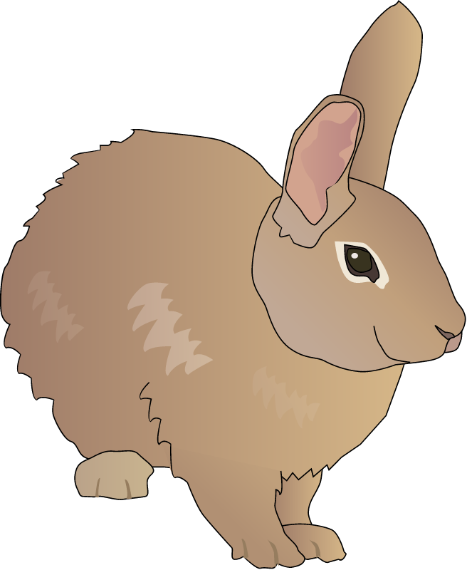 Cottontail Rabbit (Sylvilagus)
