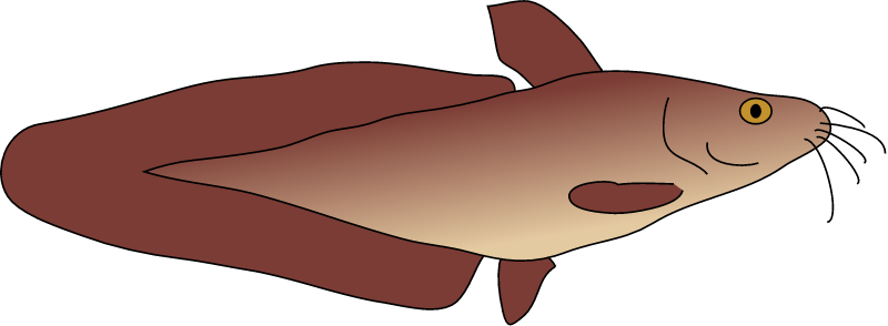Eel Tailed Catfish (Tandanus Tandanus)