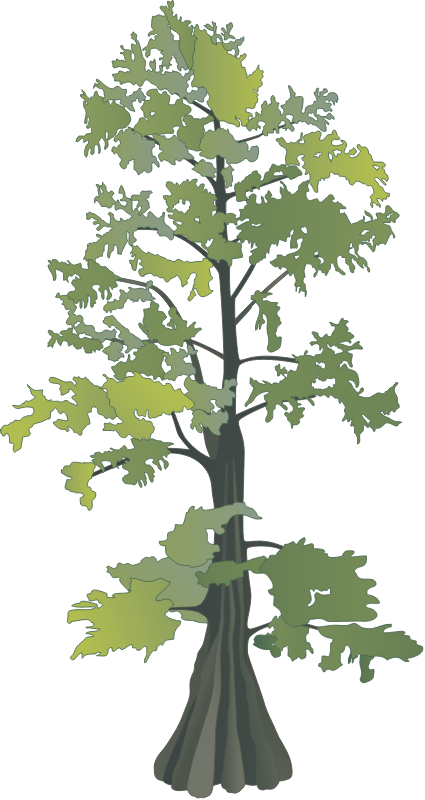 Bald Cypress (Taxodium Distichum)