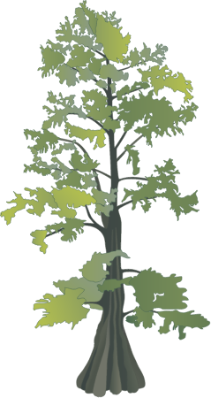 Bald Cypress (Taxodium Distichum)