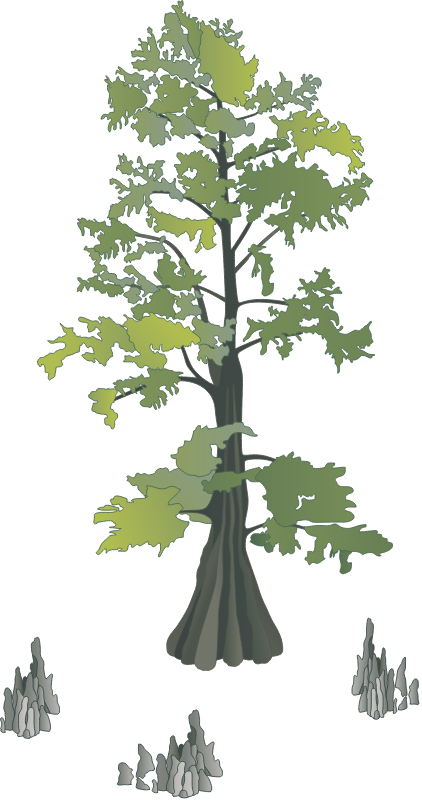 Bald Cypress with Knees (Taxodium Distichum)