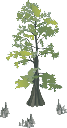 Bald Cypress with Knees (Taxodium Distichum)