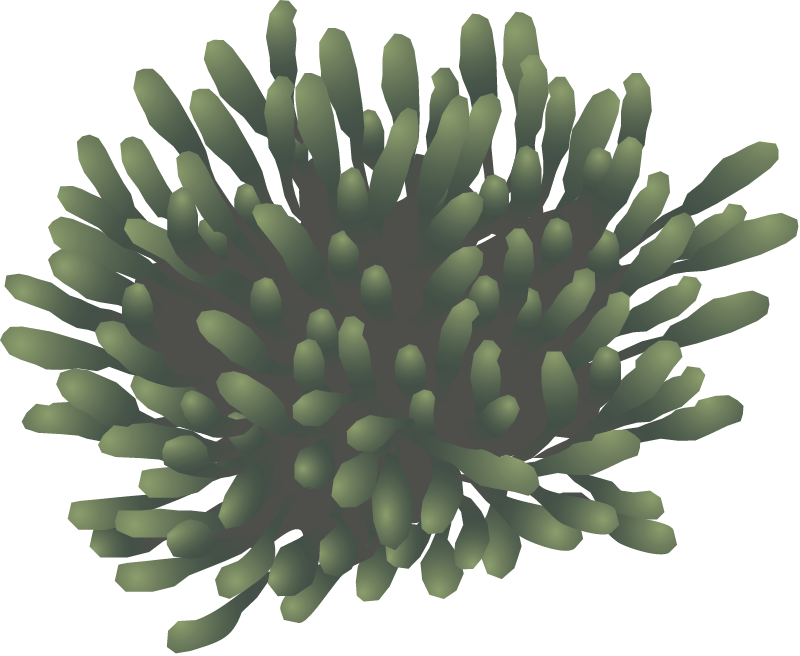 Bead Samphire (Tecticornia Flabelliformis)