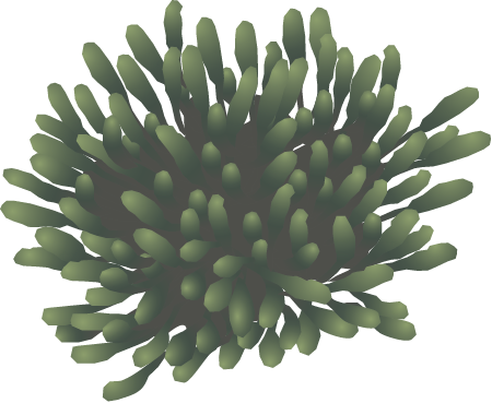 Bead Samphire (Tecticornia Flabelliformis)