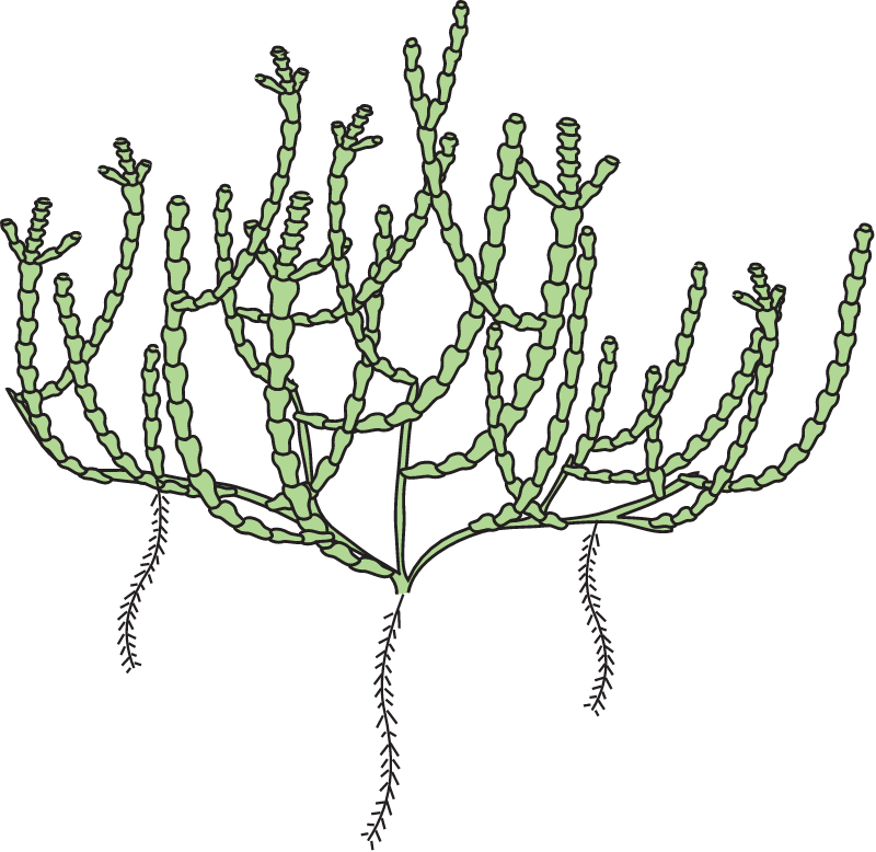 Samphire (Tecticornia)