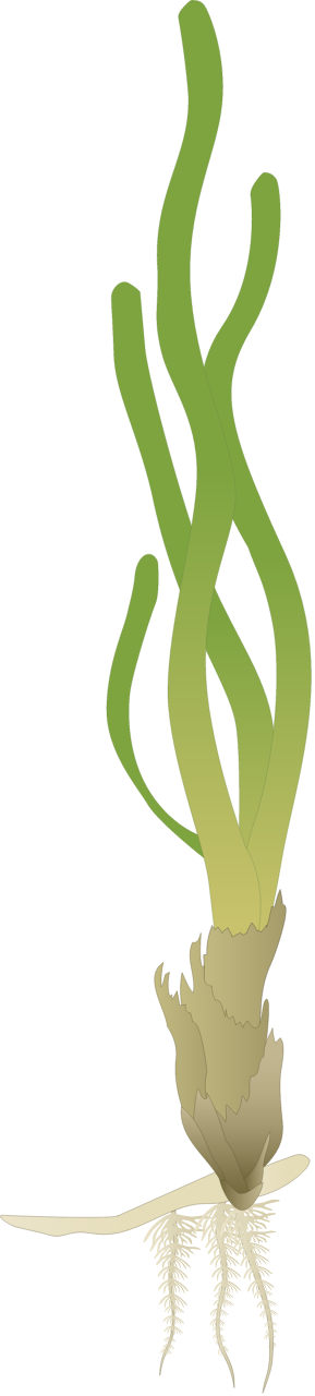 Thalassia testudinum