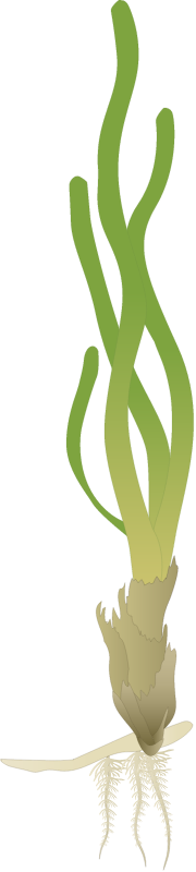 Turtlegrass (Thalassia Testudinum)