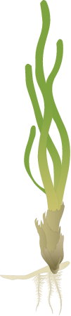 Turtlegrass (Thalassia Testudinum)