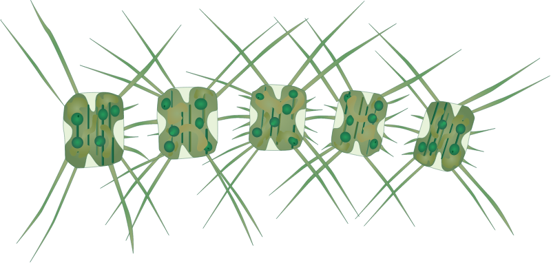 Diatom (Thalassiosira Nordenskioeldii)