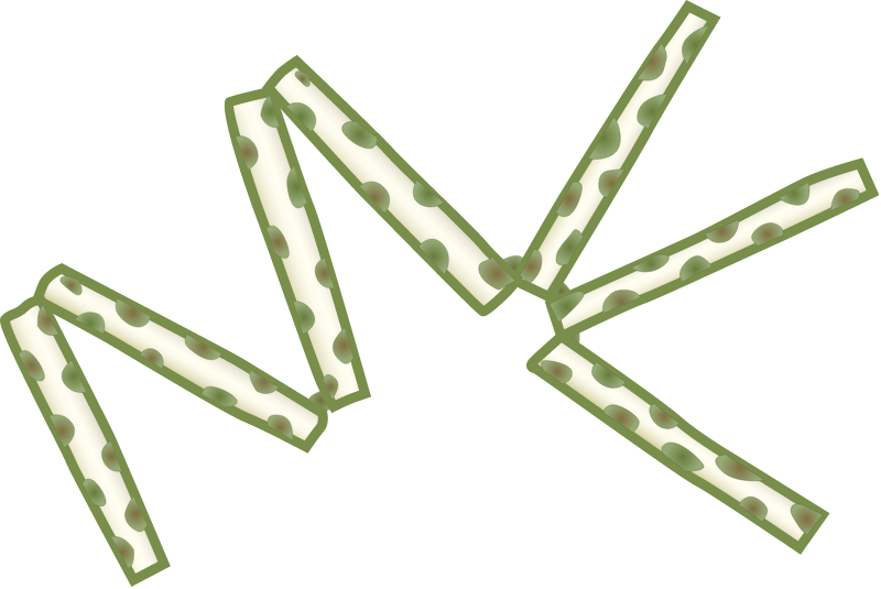 Diatom (Thalassiothrix Nitzschioides)