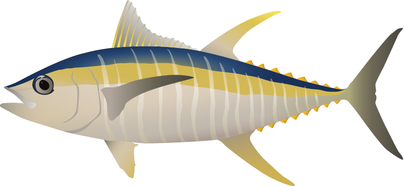 Yellowfin Tuna (Thunnus Albacares)