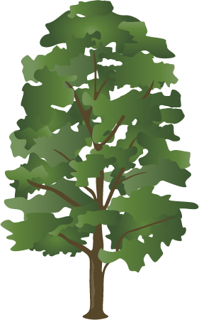 Basswood (Tilia Americana)