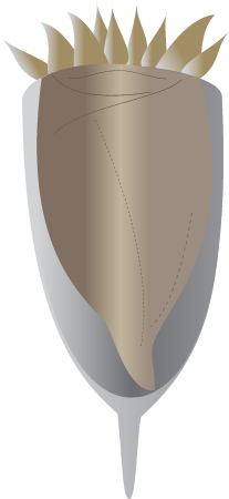 Ciliate (Tintinnid)