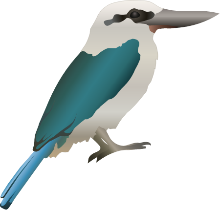 Collared Kingfisher (Todiramphus Chloris)