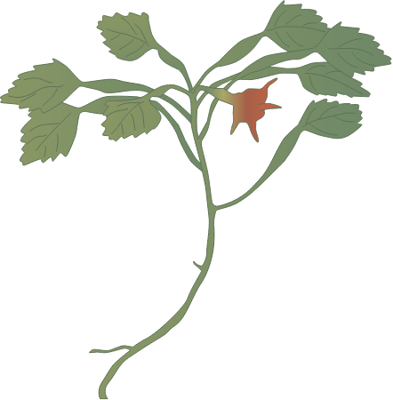 Water Chestnut (Trapa Natans)