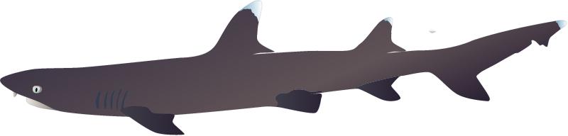 Whitetip Reef Shark (Triaenodon Obesus)