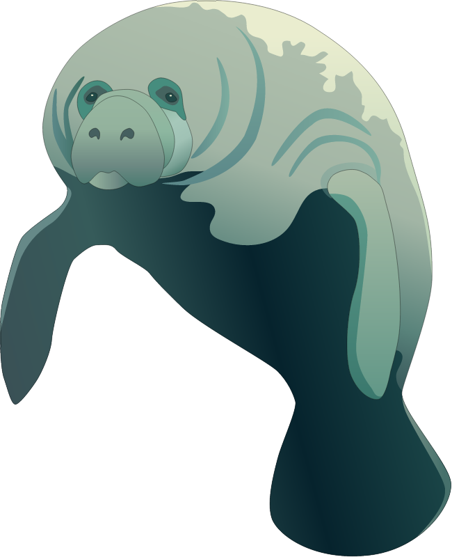 Manatee (Trichechus)