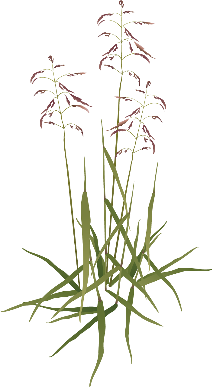 Purpletop (Tridens Flavus Cupreus)