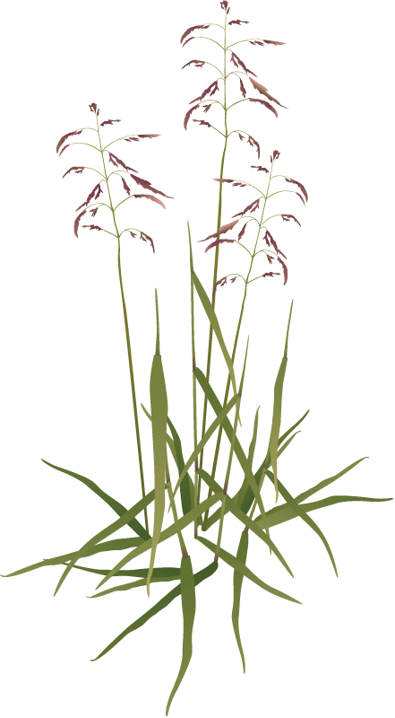 Purpletop (Tridens Flavus Cupreus)