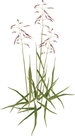 Purpletop (Tridens Flavus Cupreus)