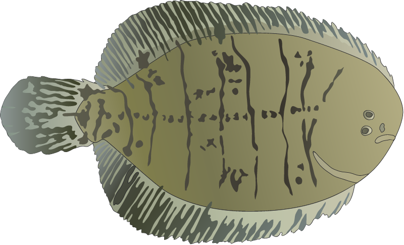 Hogchoker (Trinectes Maculatus)